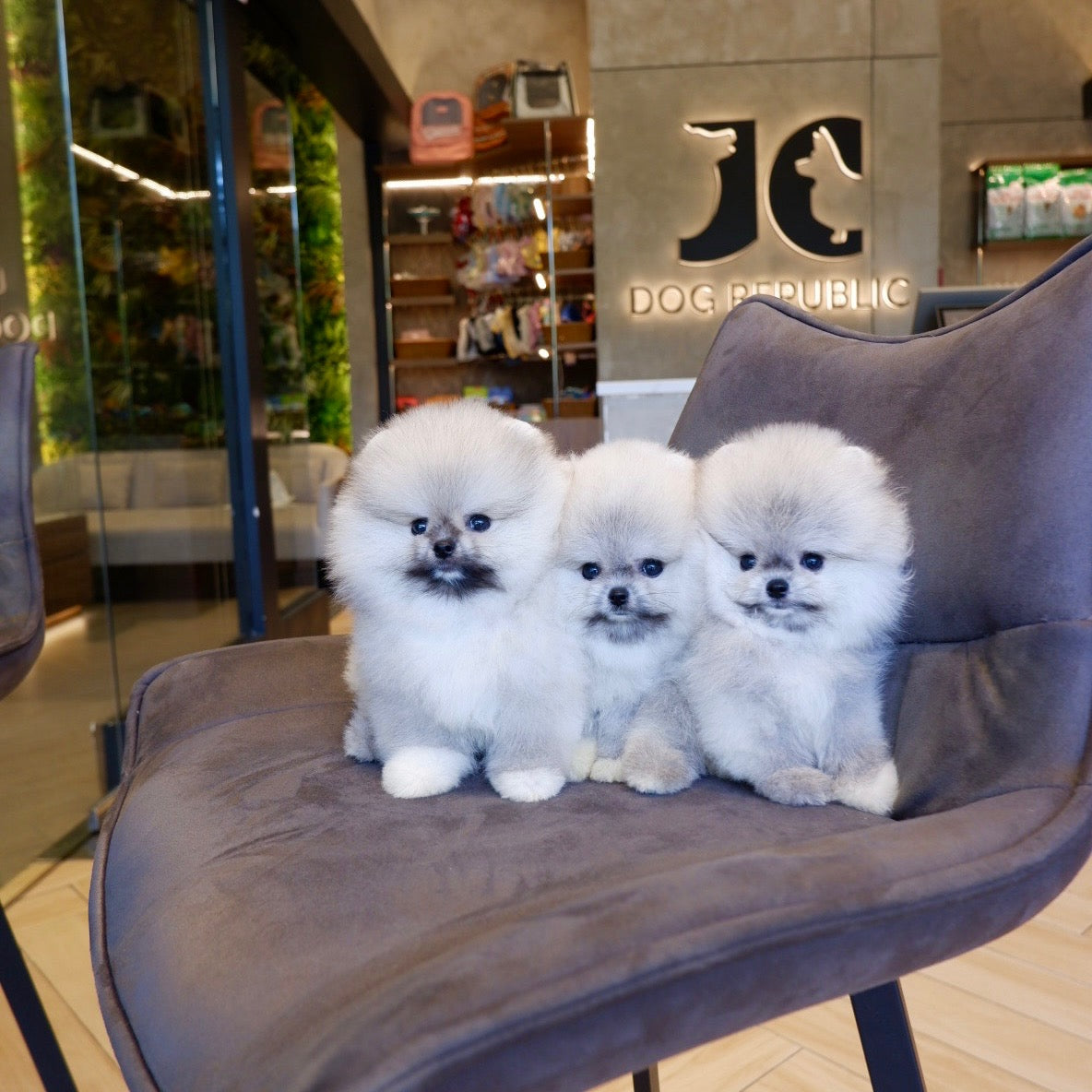 Momo, Markin, Madison - (Island Born Pomeranians)
