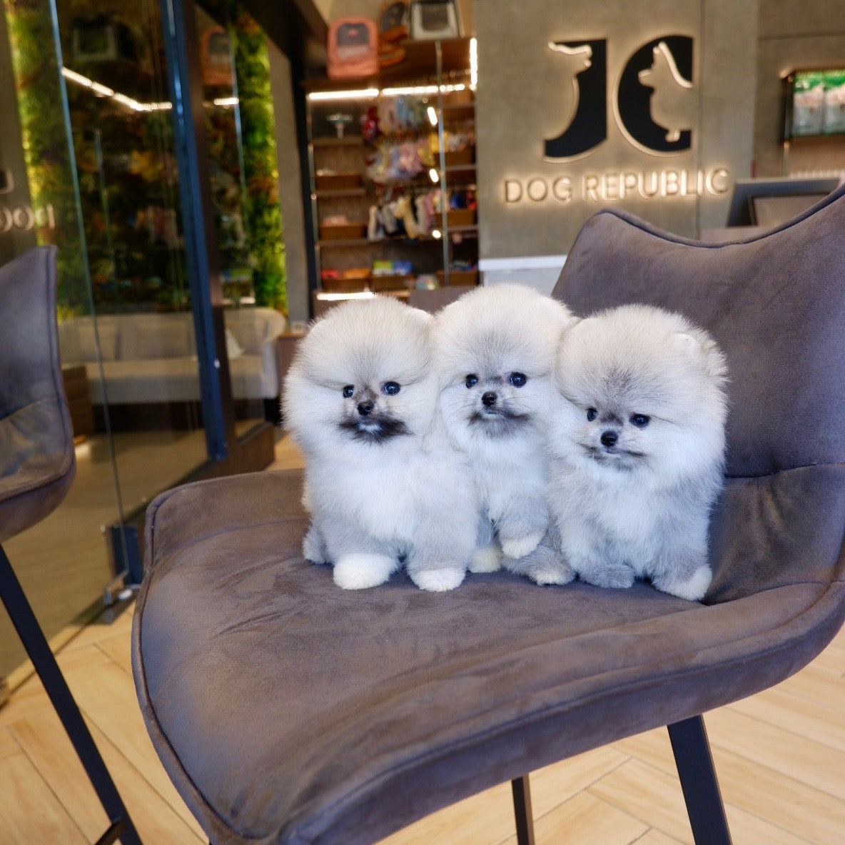 Momo, Markin, Madison - (Island Born Pomeranians)
