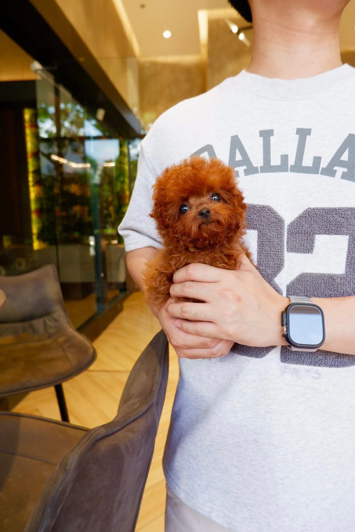Krisna - (Deep Red Poodle)